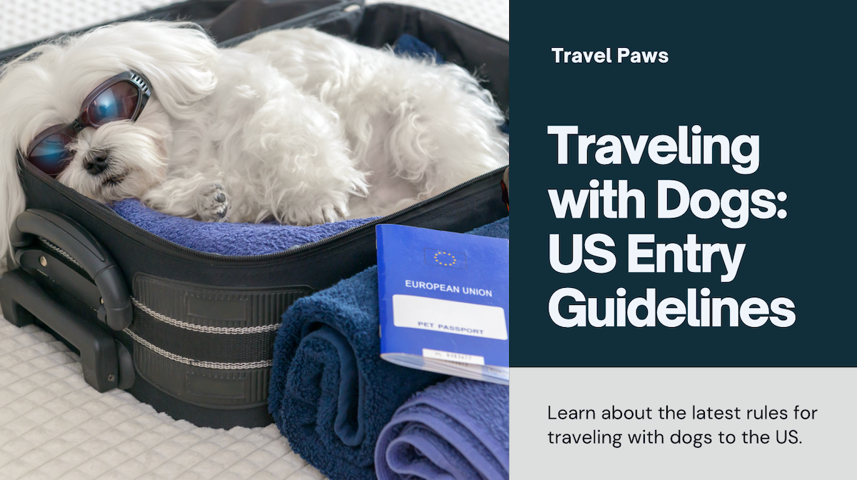 Traveling with Dogs to the US: Updated Rules to Follow